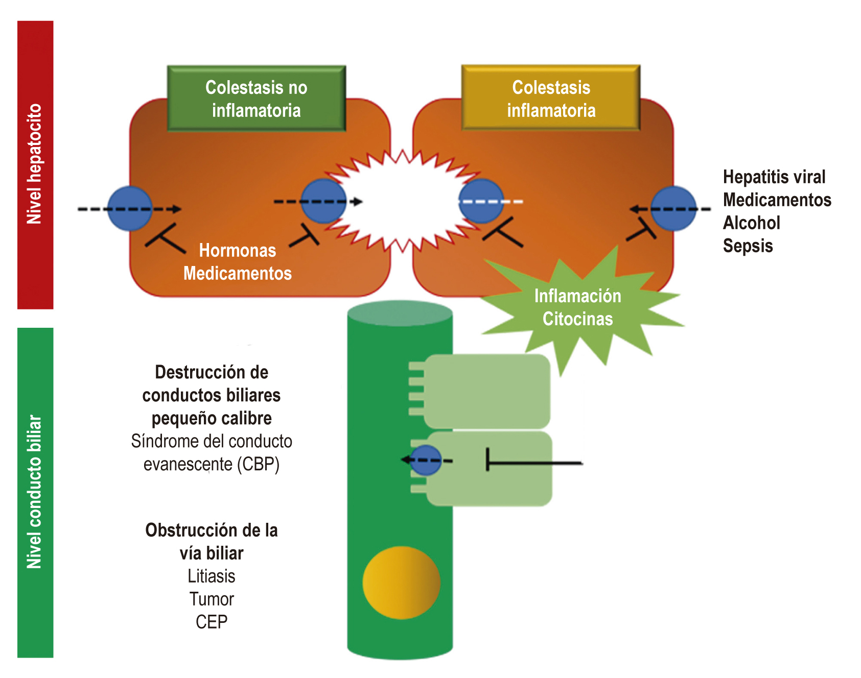 Mecanismos principales de la colestasis